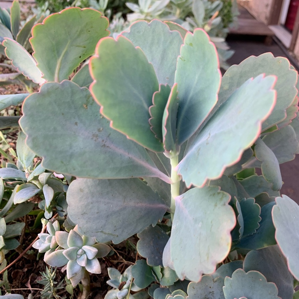30 assorted succulents